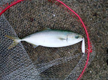 大蔵海岸でタチウオ&サゴシ&ハマチ！