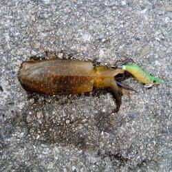 大蔵海岸でえんぴつサヨリ&アオリイカの新子