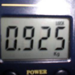 アオリイカ親もまだいる