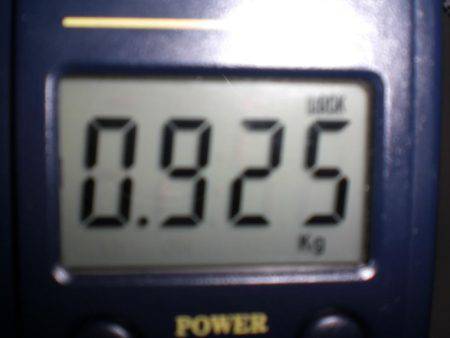 アオリイカ親もまだいる