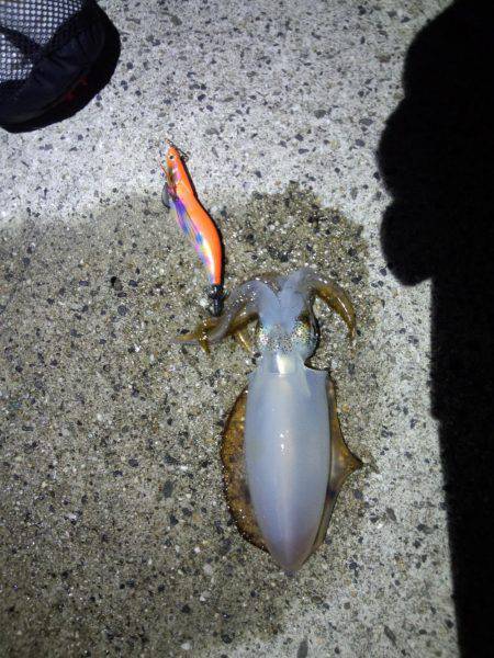 アオリイカ・太刀魚・剣先イカ