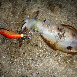 ナイトエギング