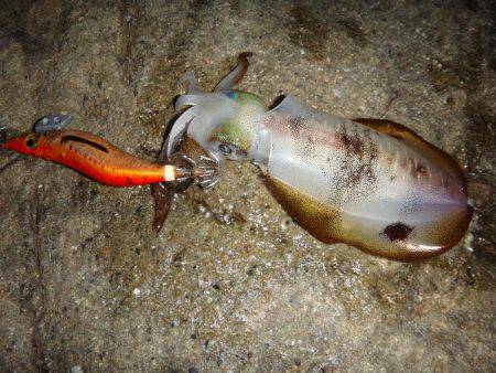 ナイトエギング