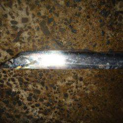 ジグよりワインドよりテンヤ