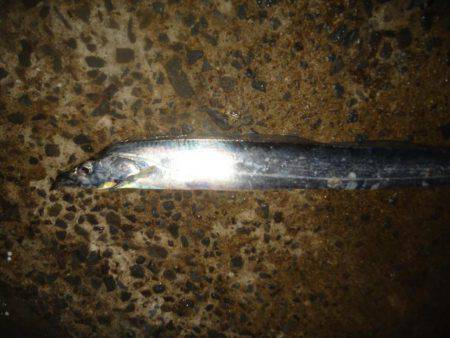 ジグよりワインドよりテンヤ