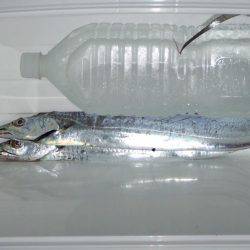 サイズはグッド