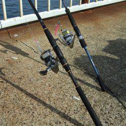 サゴシが・・・・・