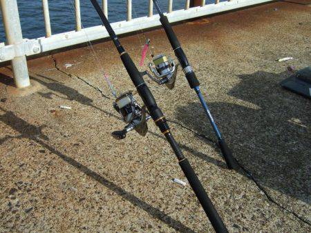 サゴシが・・・・・