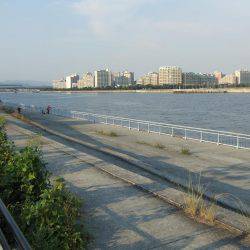 元気なサヨリとエサ取りのフグ