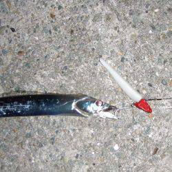 南芦屋浜　今季初のタチウオ