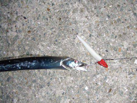 南芦屋浜　今季初のタチウオ