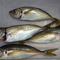 タチウオＧＥＴ！