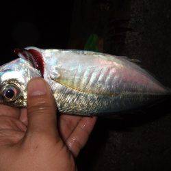 タチウオ釣り、サビキは好調！