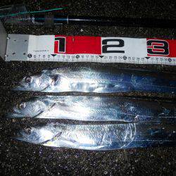 夜明け前～ウキ釣りでタチウオ調査