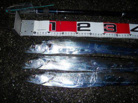 夜明け前～ウキ釣りでタチウオ調査