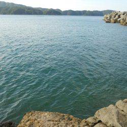 磯でアオリイカのヤエン釣り