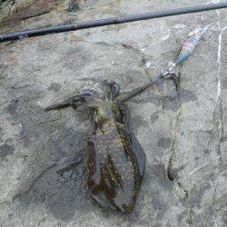 エギングで磯のアオリイカ釣り