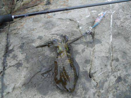 エギングで磯のアオリイカ釣り