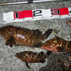 夕方～エビ撒き釣りで根魚