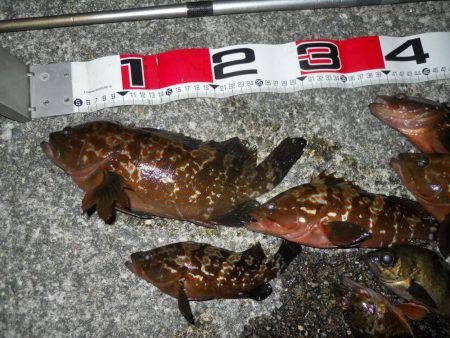 夕方～エビ撒き釣りで根魚