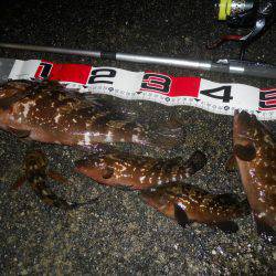 夕方～雨天のエビ撒き釣り