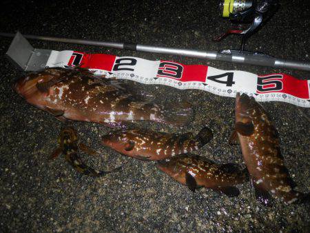 夕方～雨天のエビ撒き釣り