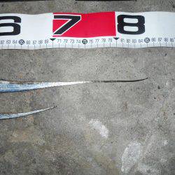 早朝～ウキ釣りでタチウオ調査