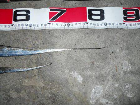 早朝～ウキ釣りでタチウオ調査