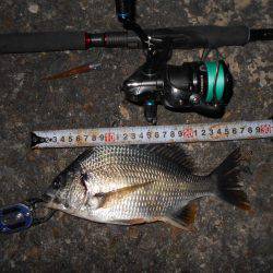 バイブのテクトロでヒット。