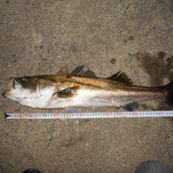 良型シーバスゲット♪