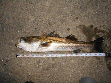 良型シーバスゲット♪