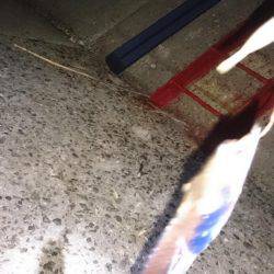 修行!サーベルハント