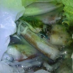 ゴムボートティップラン