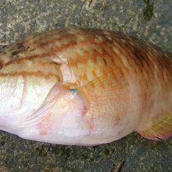 波高、早々撤退。