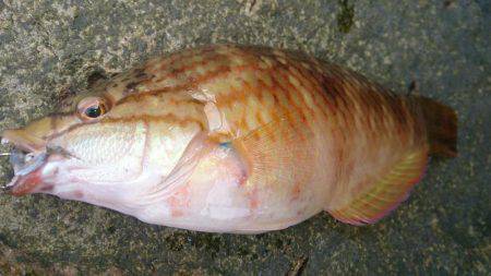 波高、早々撤退。