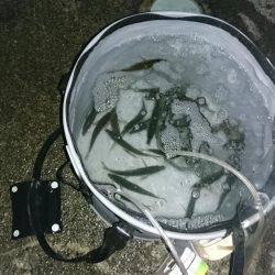 タチウオと夜サビキと探り釣り