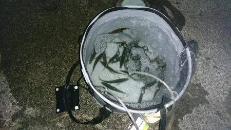 タチウオと夜サビキと探り釣り