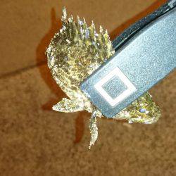 エギング時々アジング