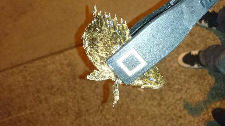 エギング時々アジング