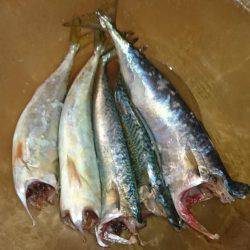 夜サビキで小アジと中サバ