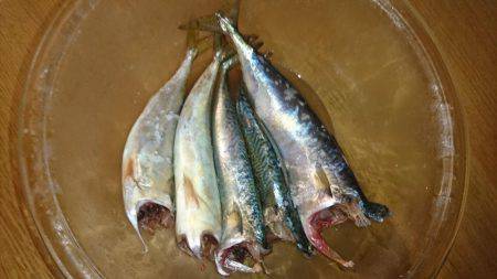 夜サビキで小アジと中サバ