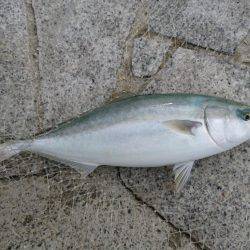 ノマセでハマチ、ツバス爆釣