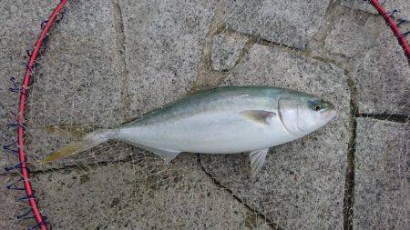 ノマセでハマチ、ツバス爆釣