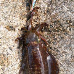 荒れる前にエギング