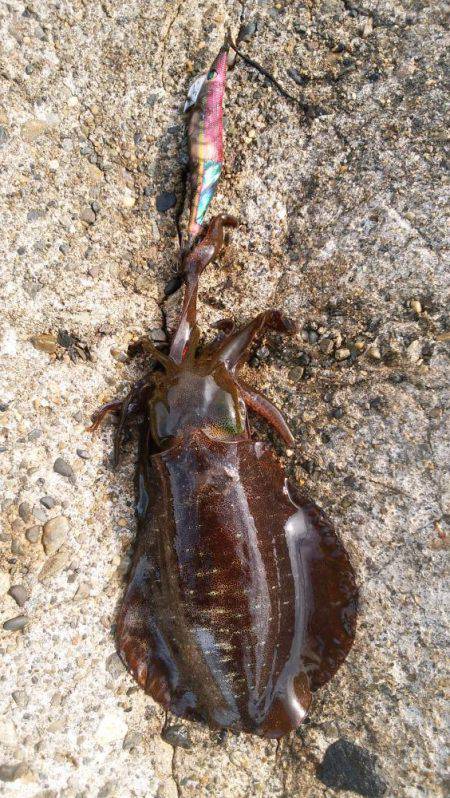 荒れる前にエギング