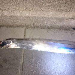 タチタチ釣りました