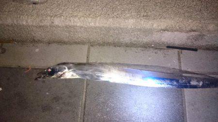 タチタチ釣りました