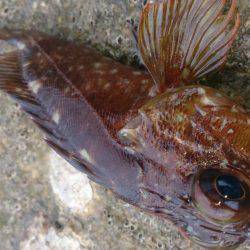 のんびり探り釣り