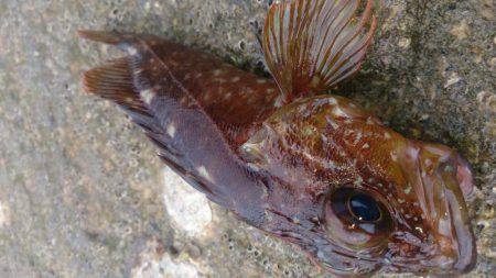 のんびり探り釣り