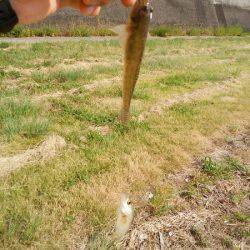 明石川河口で8目釣り